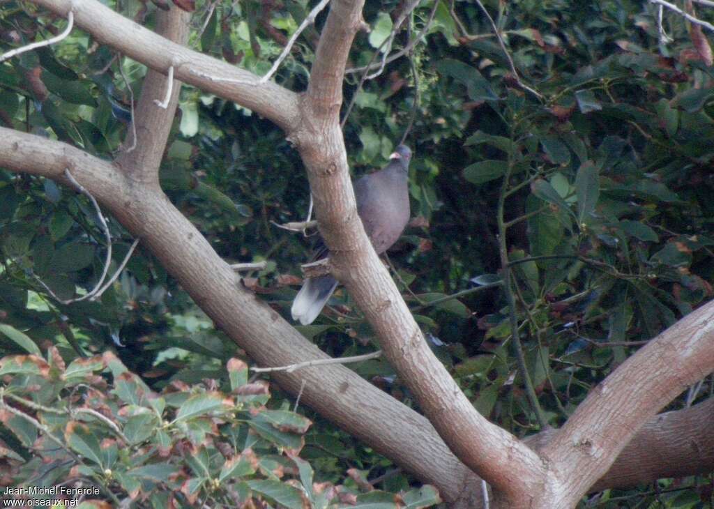 Laurel Pigeon