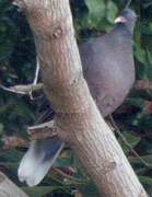 Laurel Pigeon