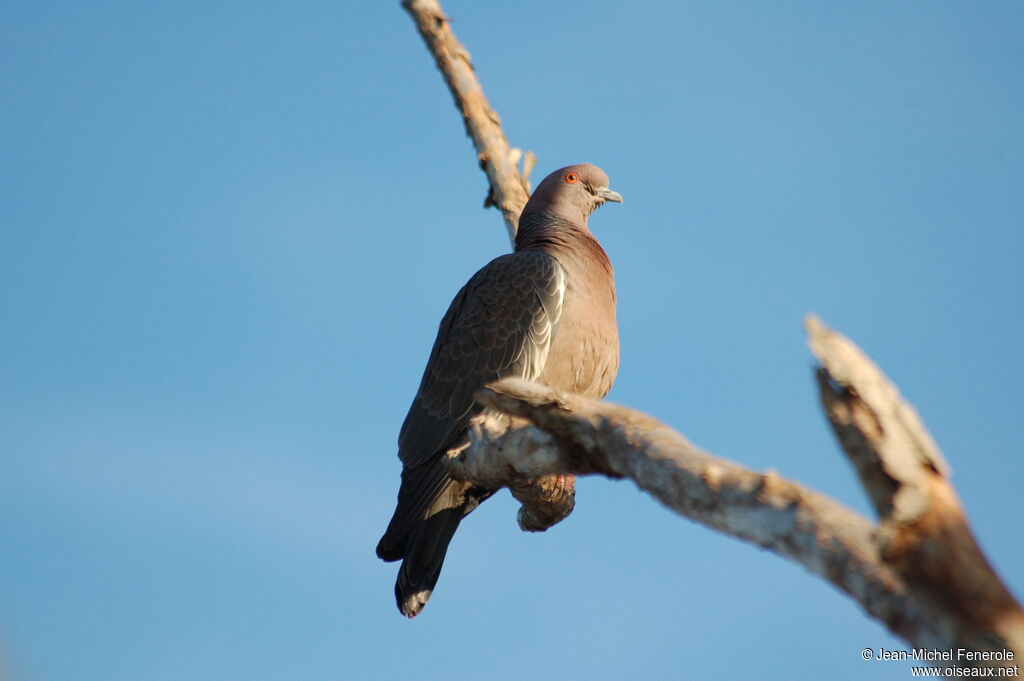 Pigeon picazuroadulte