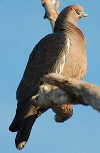 Pigeon picazuro