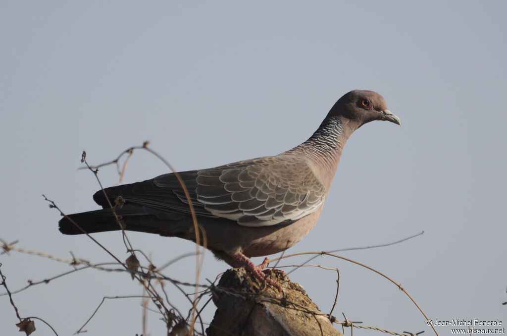 Picazuro Pigeon