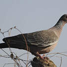 Pigeon picazuro
