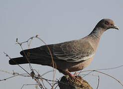 Picazuro Pigeon