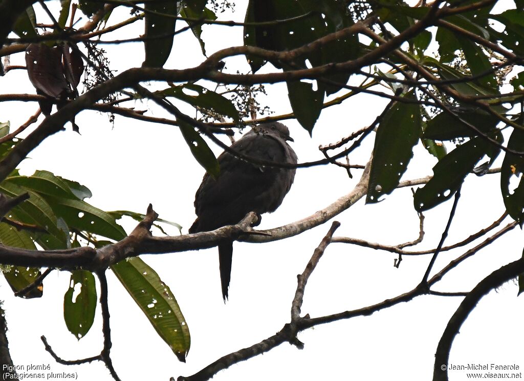 Plumbeous Pigeon