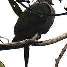 Pigeon plombé
