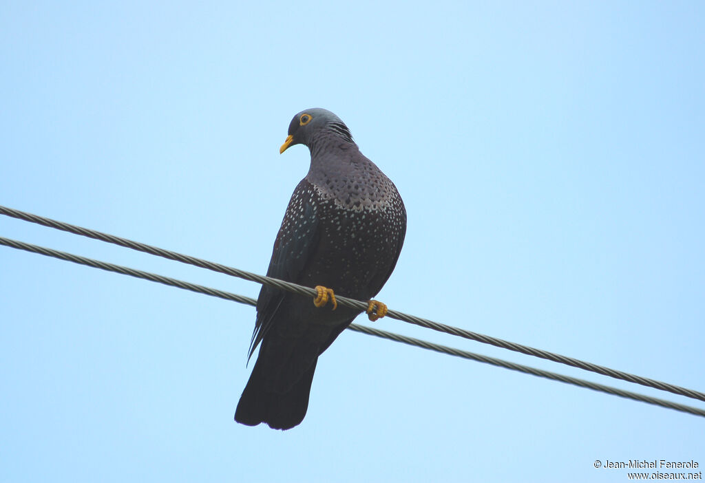 Pigeon rameronadulte, identification