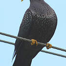 Pigeon rameron