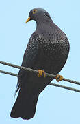 Pigeon rameron