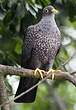 Pigeon rameron