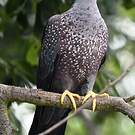 Pigeon rameron