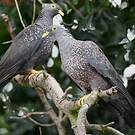 Pigeon rameron