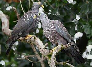 Pigeon rameron