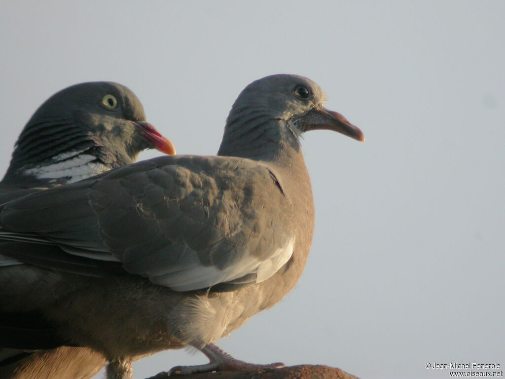 Pigeon ramier