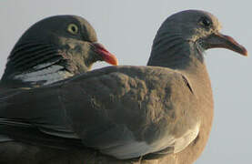 Common Wood Pigeon