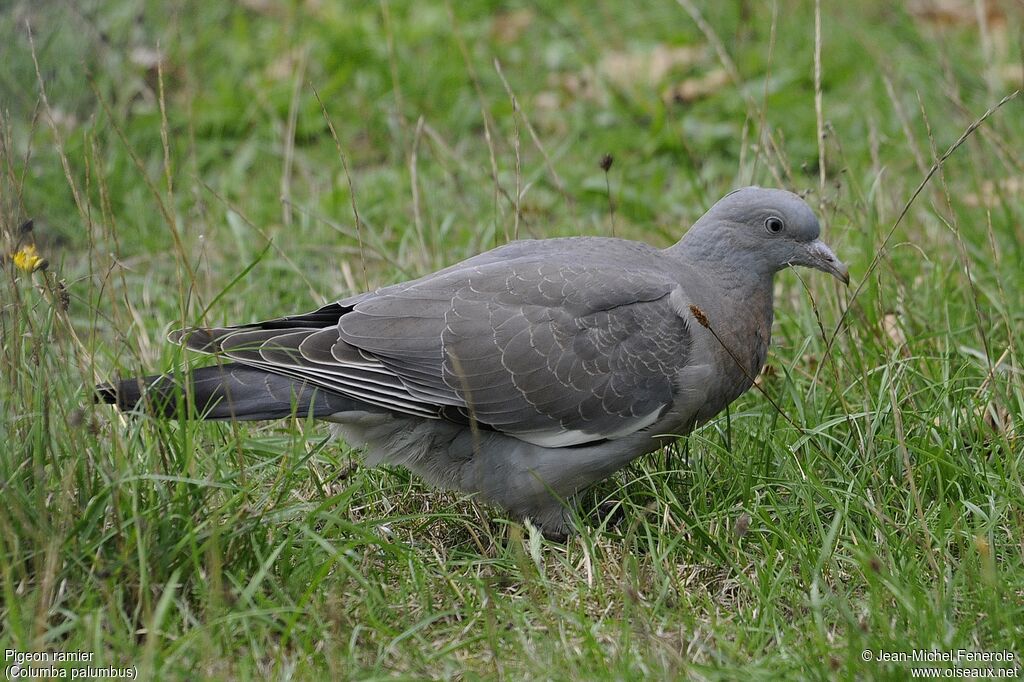 Pigeon ramier