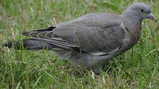 Common Wood Pigeon