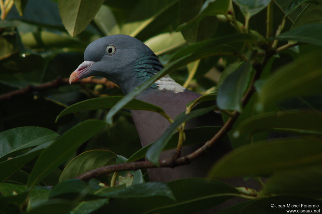 Pigeon ramieradulte