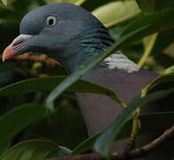 Common Wood Pigeon