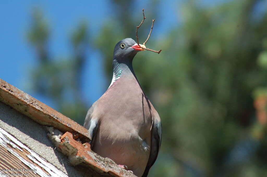 Pigeon ramieradulte, Nidification