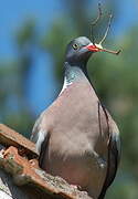 Common Wood Pigeon