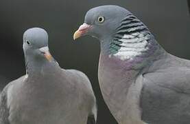 Common Wood Pigeon