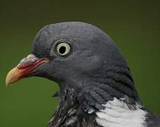 Common Wood Pigeon