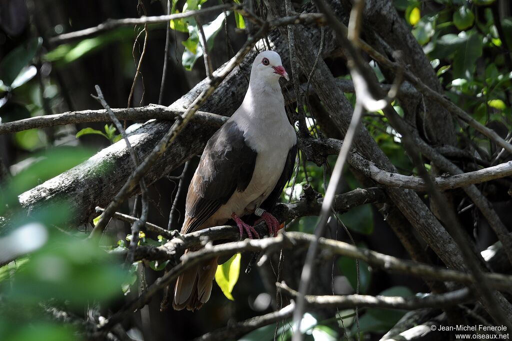 Pigeon rose