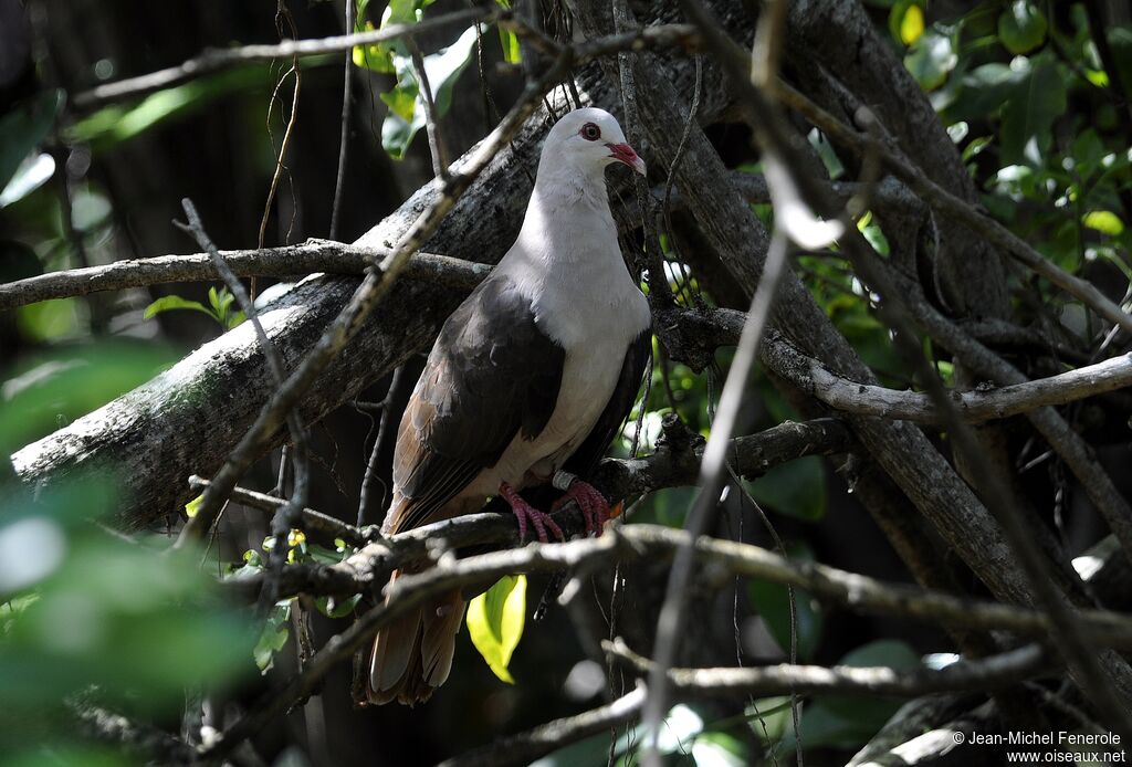 Pigeon rose