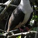 Pigeon rose