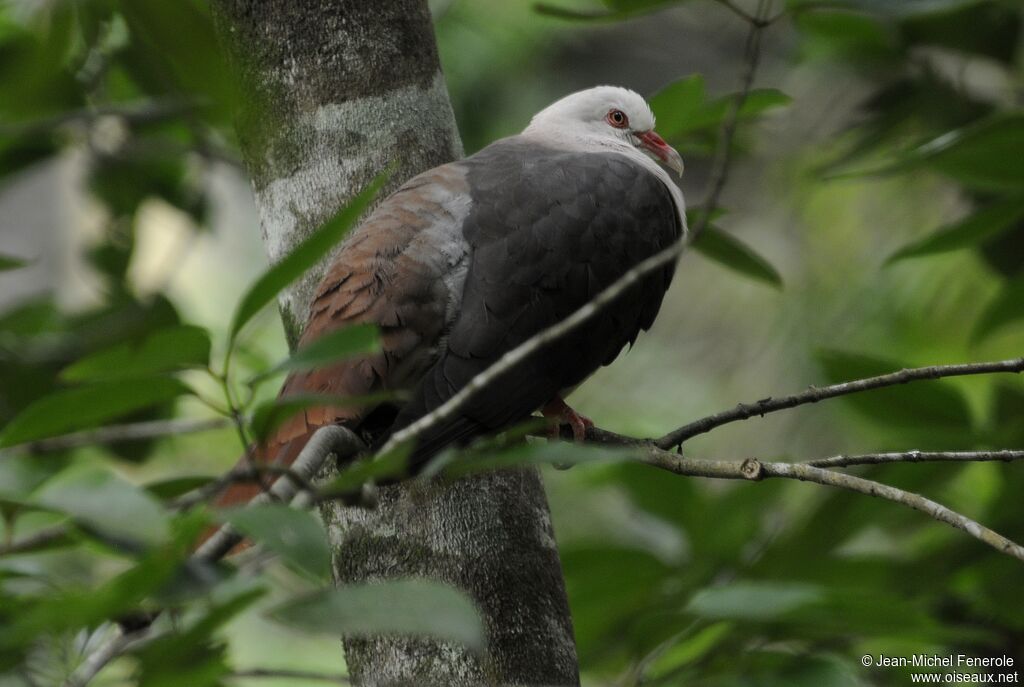 Pink Pigeon