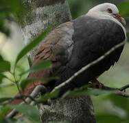 Pink Pigeon