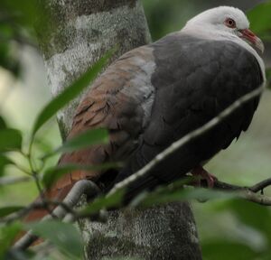 Pigeon rose