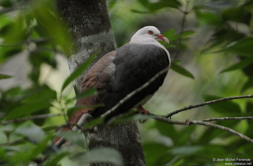 Pink Pigeon