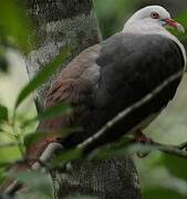 Pink Pigeon