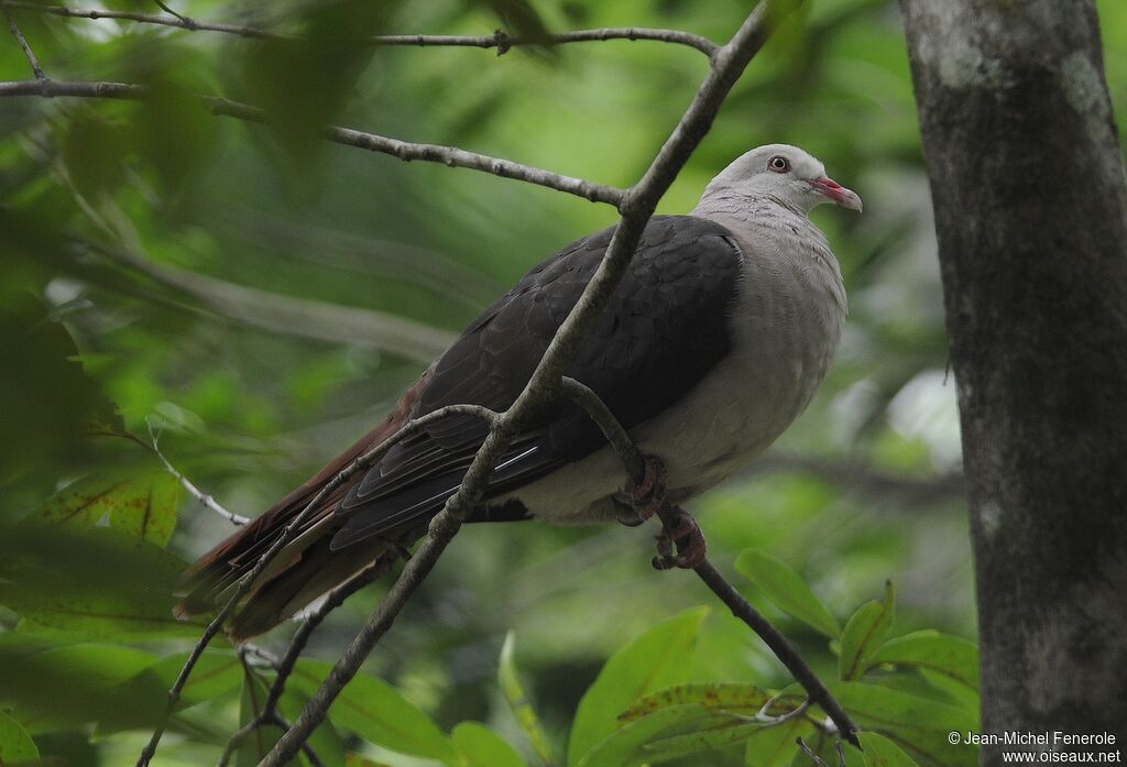 Pigeon rose