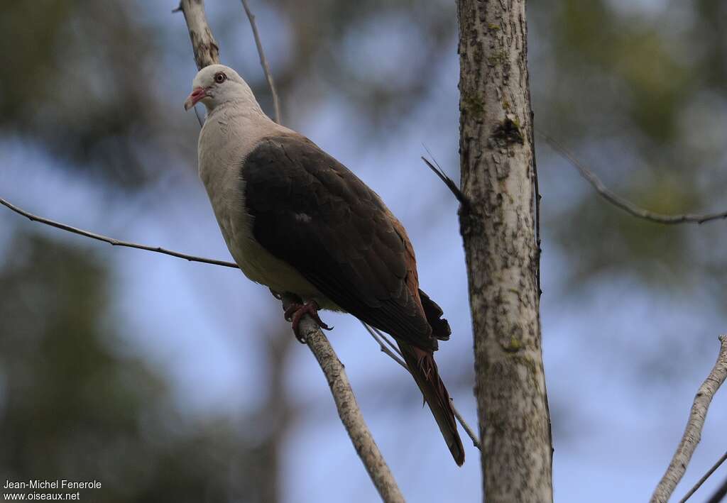 Pigeon rose, identification