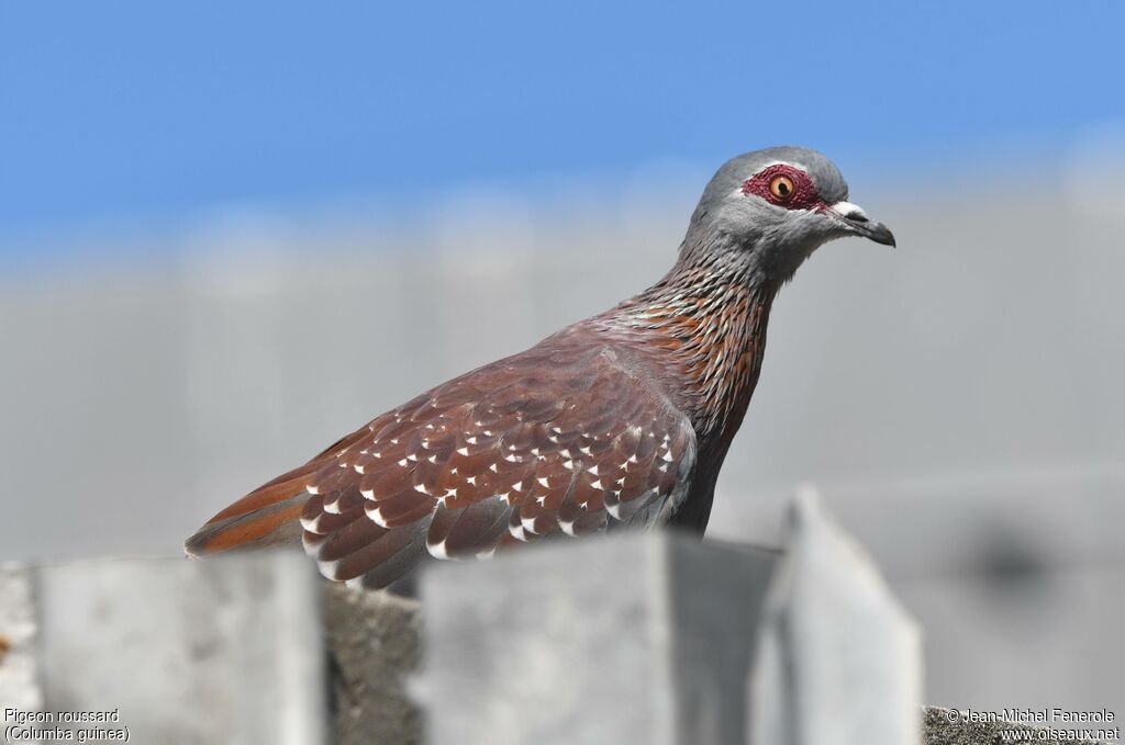 Pigeon roussard