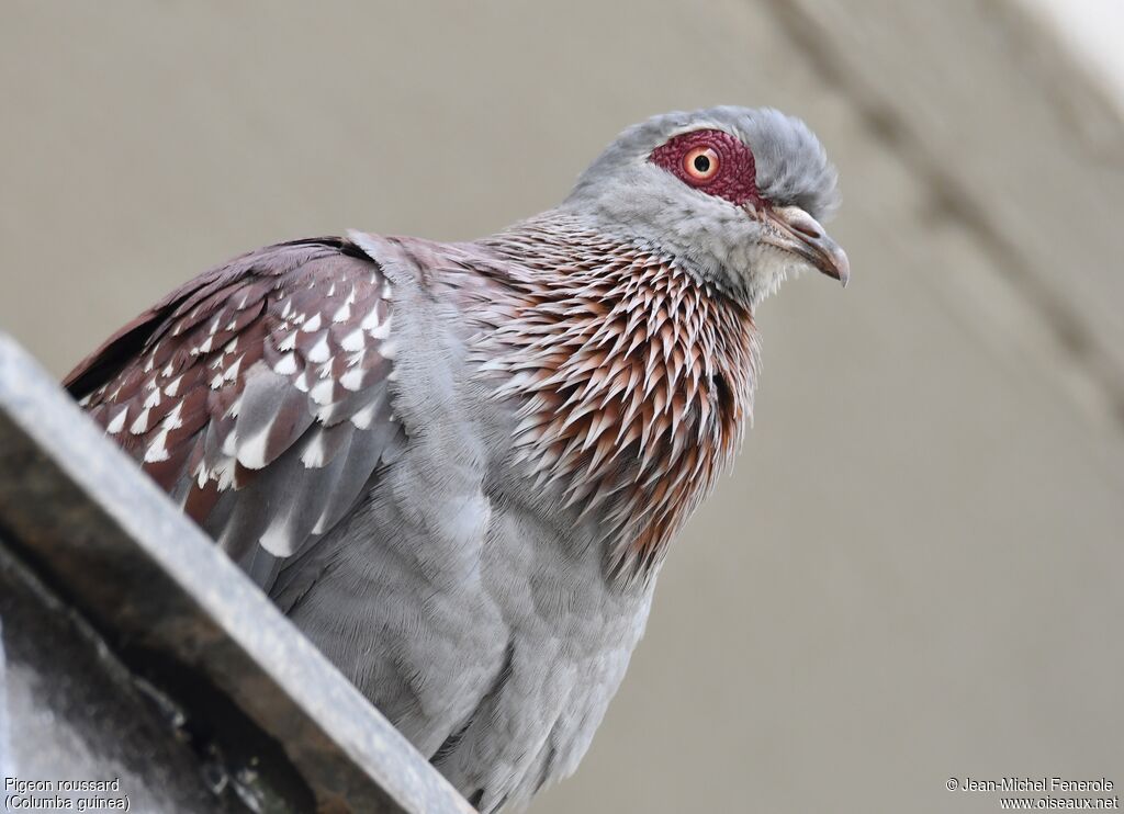 Pigeon roussard