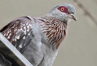 Pigeon roussard