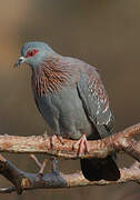 Speckled Pigeon