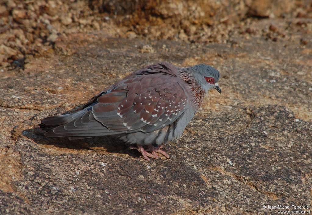 Pigeon roussard