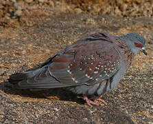 Speckled Pigeon