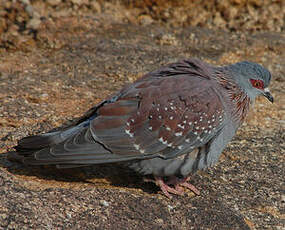 Pigeon roussard