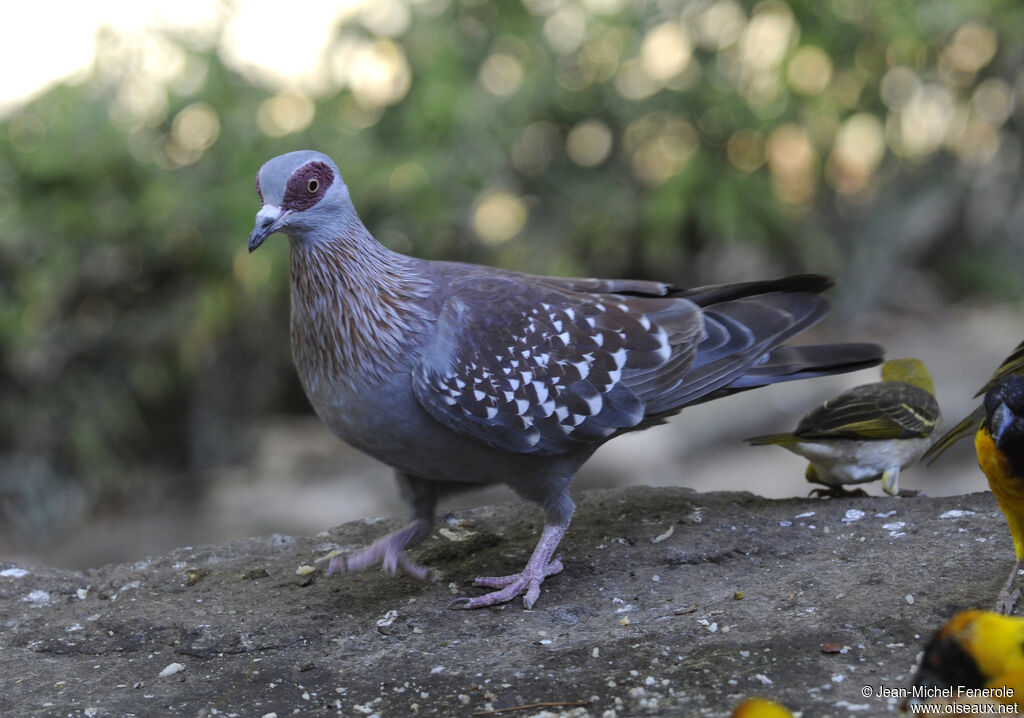 Pigeon roussard