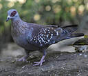 Pigeon roussard