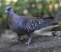 Speckled Pigeon