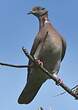 Pigeon rousset