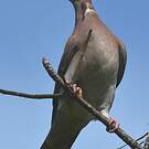 Pigeon rousset