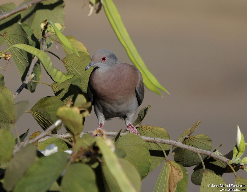 Pigeon rousset