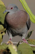 Pale-vented Pigeon